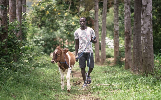 A young man guiding his cow