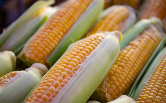 Corn