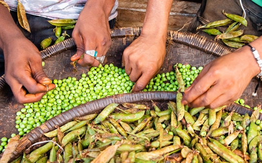 Four hands sorting out peas in baskets