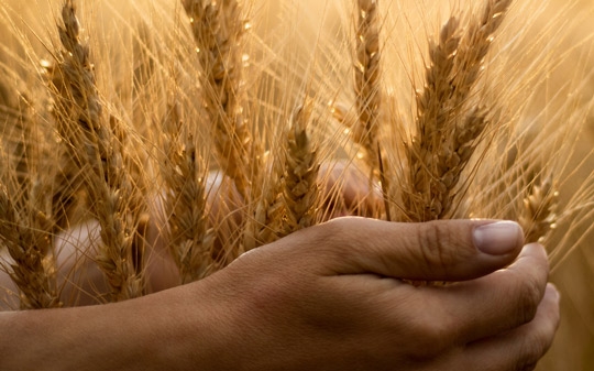 Hands holding grains