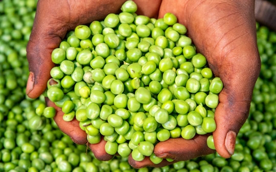 Hands holding peas