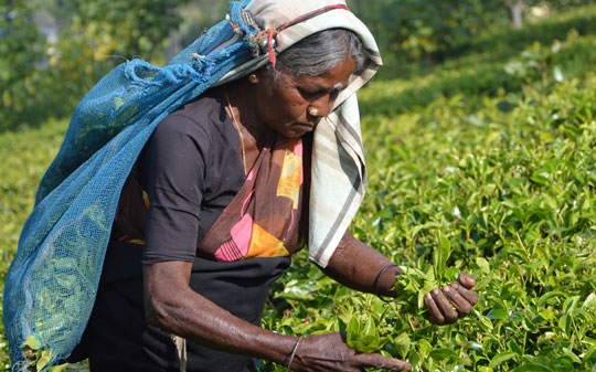Woman picking up tea leaves in Sri Lanka