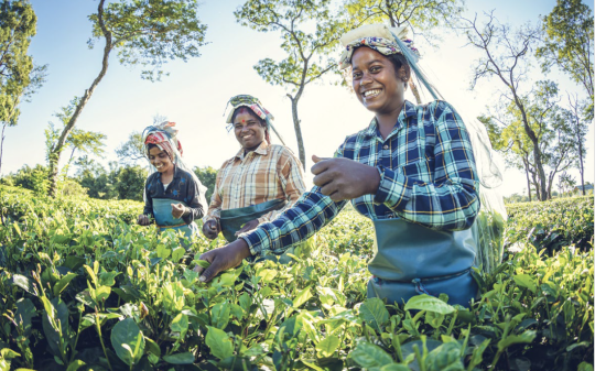 1 Territorial Governance and Food Markets for Sustainable Food Systems