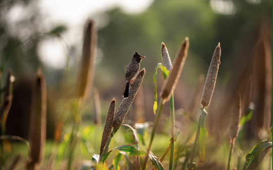 Quantifying The Environmental Impacts of Food A Review of True Cost Accounting Methods Quantifying The Environmental Impacts of Food A Review of True Cost Accounting Methods