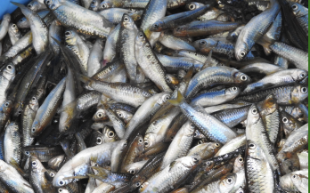 GAIN Working Paper n°61: Small fish: An Untapped Opportunity for Improving Nutrition