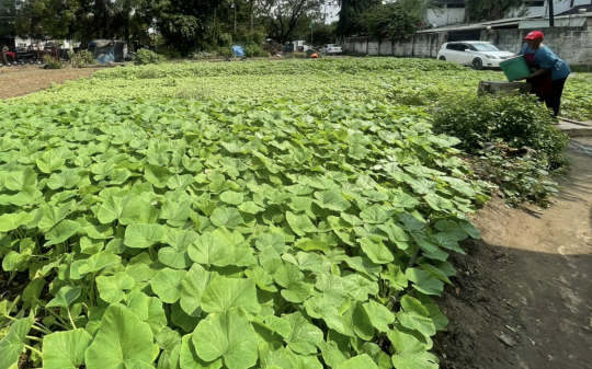 Cities Accelerating Transitions to Regenerative Food Systems Cities Accelerating Transitions to Regenerative Food Systems